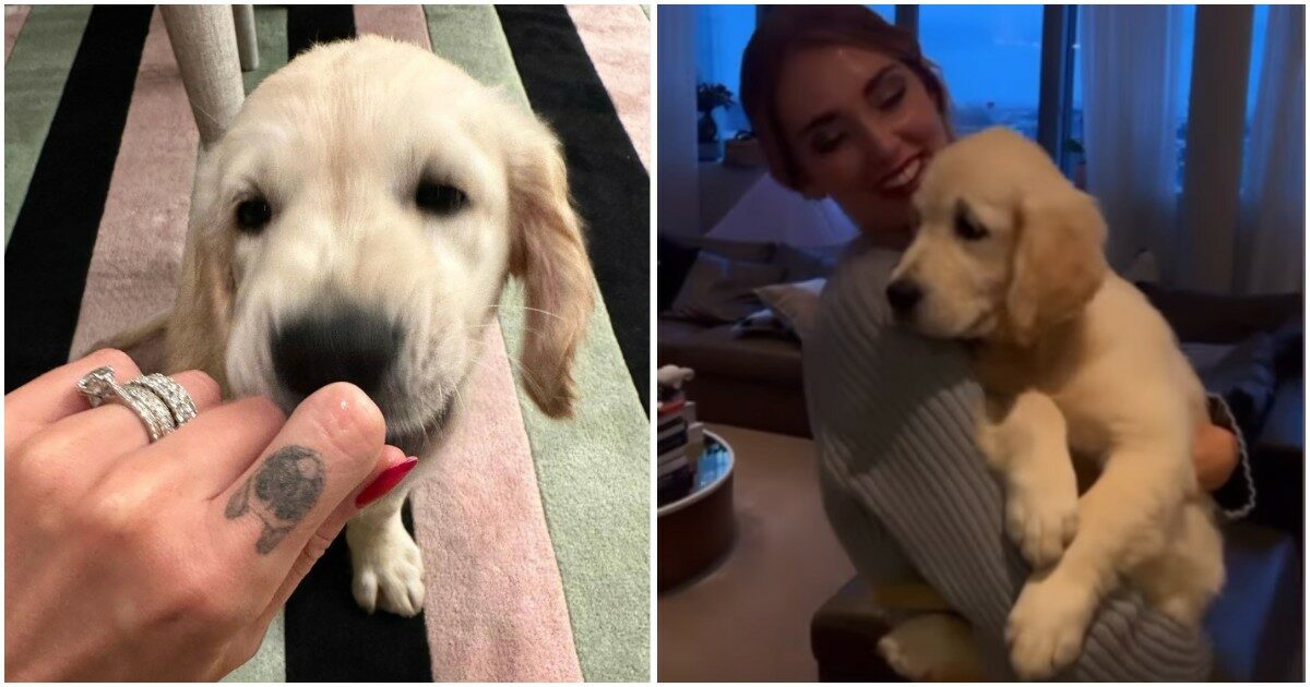 I Ferragnez seguono il trend del cane sui social: ecco Paloma, la cucciola di golden retriever che fa dimenticare i guai