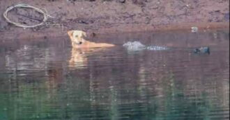 Copertina di Coccodrilli salvano un cane che rischiava di annegare, il gesto incredibile spiazza gli scienziati: “Potevano sbranarlo e non l’hanno fatto, possibile caso di ‘empatia emotiva’”
