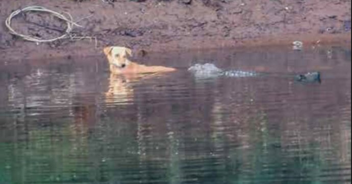 Coccodrilli salvano un cane che rischiava di annegare, il gesto incredibile spiazza gli scienziati: “Potevano sbranarlo e non l’hanno fatto, possibile caso di ‘empatia emotiva’”