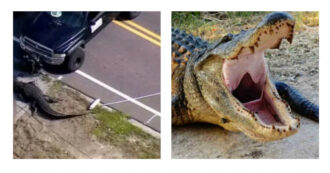 Copertina di Paura in Florida: alligatore avvistato con resti umani tra le fauci