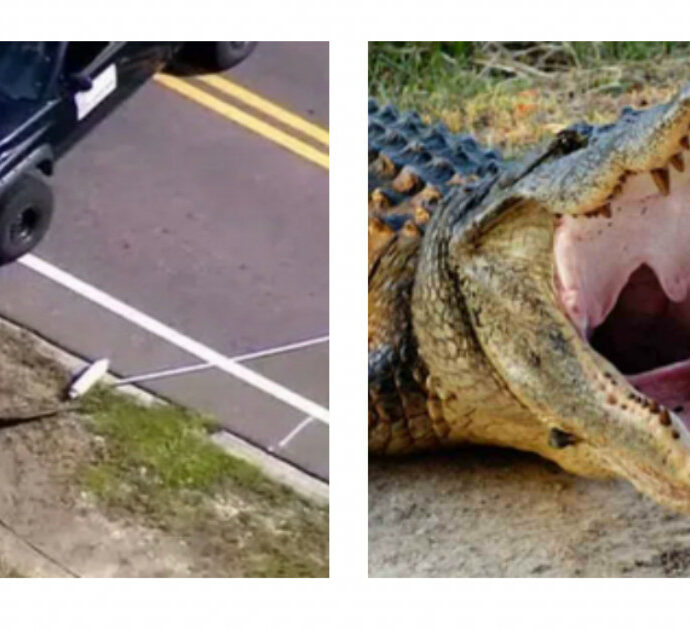 Paura in Florida: alligatore avvistato con resti umani tra le fauci