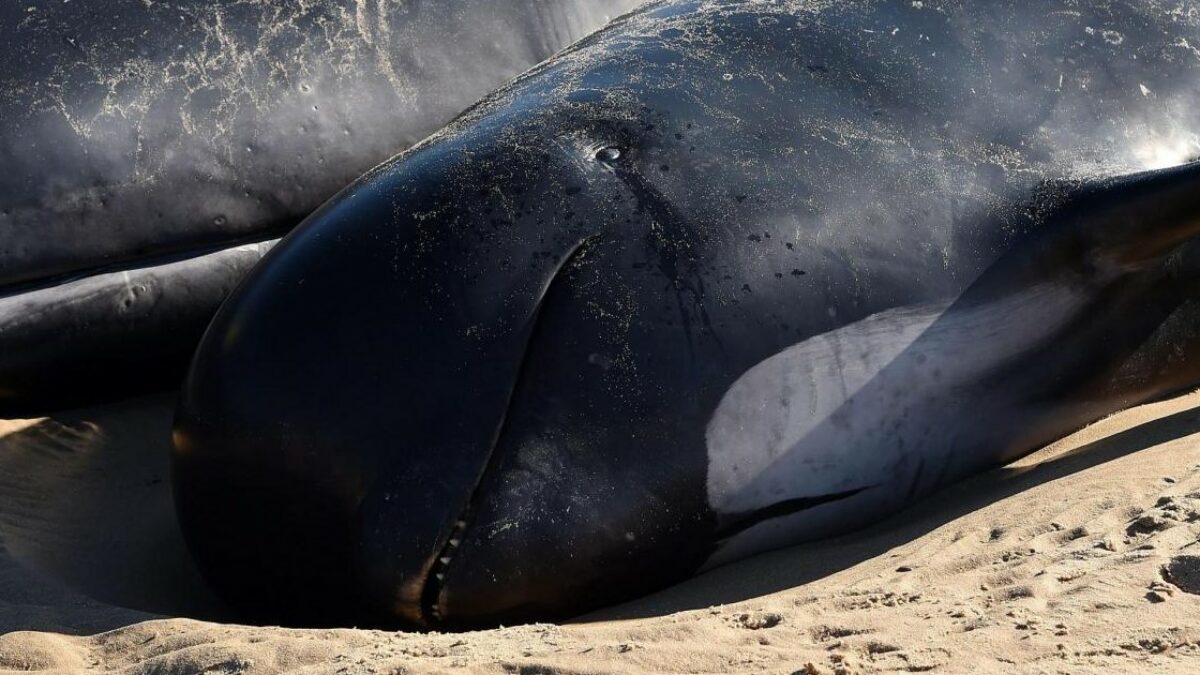 Una balenottera incinta è stata trovata morta a prua della nave da crociera. Le balenottere comuni sono in pericolo di estinzione e vulnerabili alle collisioni