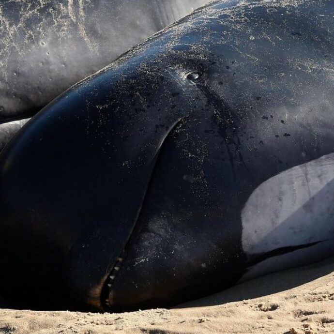 Una balenottera incinta è stata trovata morta a prua della nave da crociera. Le balenottere comuni sono in pericolo di estinzione e vulnerabili alle collisioni
