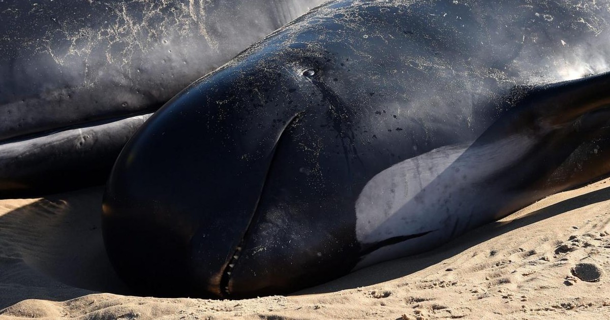 una balenottera incinta 232 stata trovata morta a prua della nave da crociera le balenottere comuni sono in pericolo di estinzione e vulnerabili alle collisioni da Ilfattoquotidiano.it una balenottera incinta 232 stata trovata morta a prua della nave da crociera le balenottere comuni sono in pericolo di estinzione e vulnerabili alle collisioni