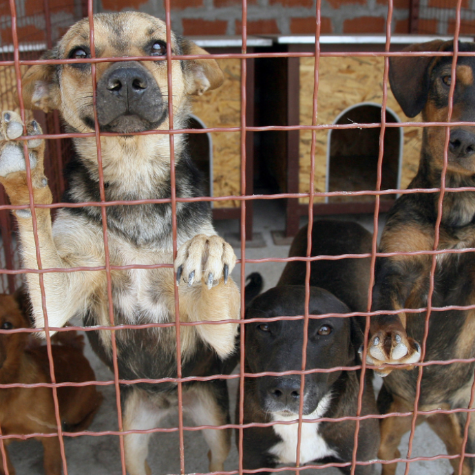 “Basta con i cani randagi”: il parlamento turco approva l’eutanasia per i malati terminali e per quelli troppo aggressivi. Polemiche: “È uno sterminio di massa”