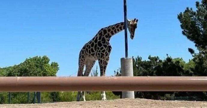 “Salvate Benito, la giraffa più sola al mondo. Vive chiusa in un recinto tra la spazzatura”