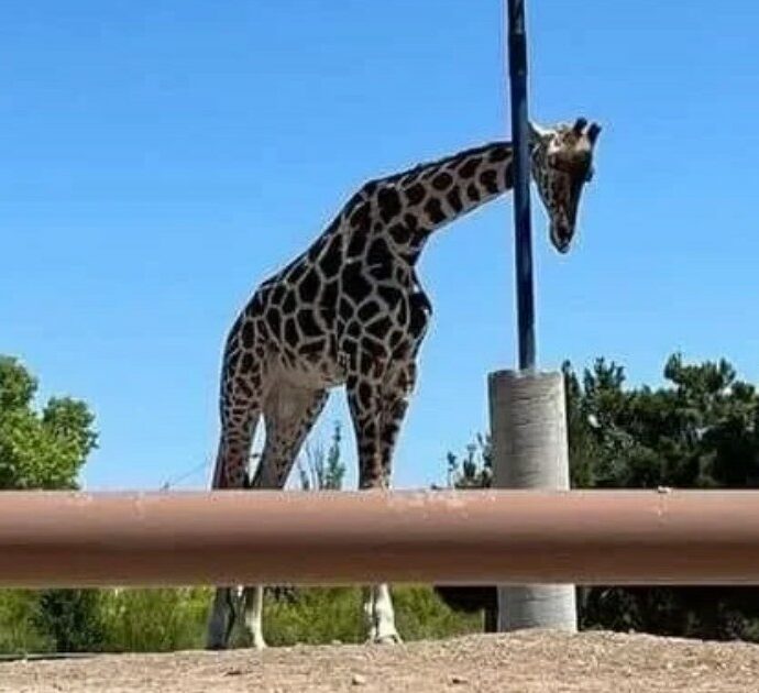 “Salvate Benito, la giraffa più sola al mondo. Vive chiusa in un recinto tra la spazzatura”