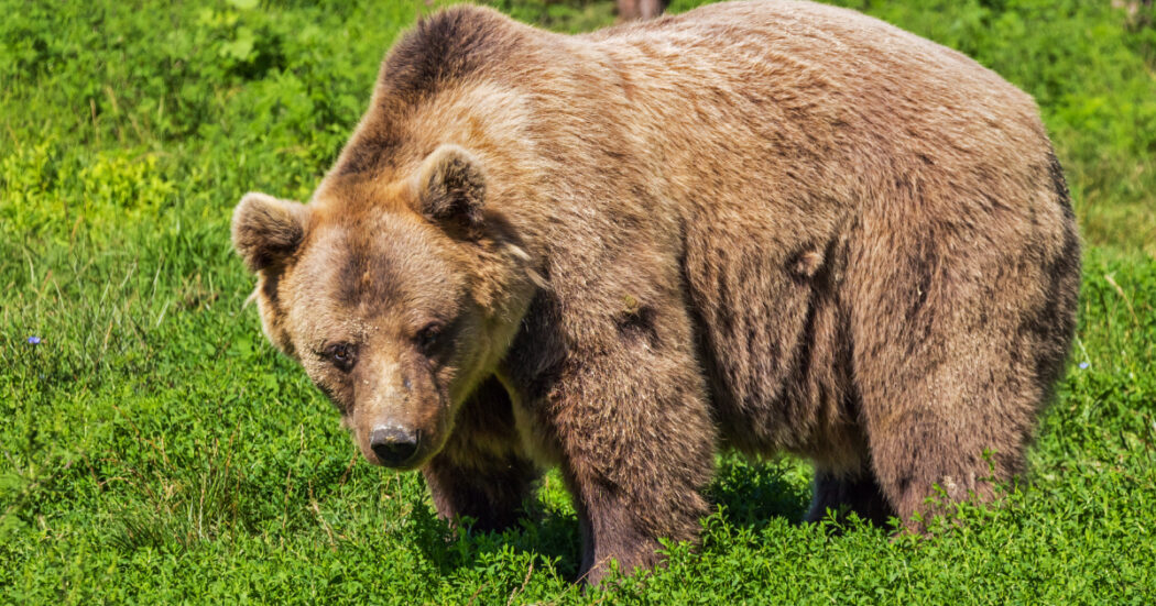 Turista aggredito da un orso a Dro, in Trentino: ricoverato con ferite a braccia e gambe