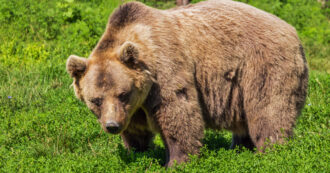 Copertina di Trovata morta l’orsa F36, il presidente trentino Fugatti ne ordinò l’uccisione (sospesa dal Tar) dopo l’aggressione a due giovani