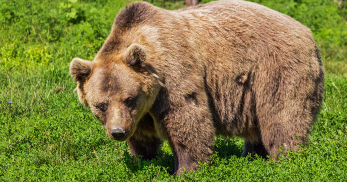 Trovata morta l’orsa F36, il presidente trentino Fugatti ne ordinò l’uccisione (sospesa dal Tar) dopo l’aggressione a due giovani