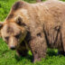 Copertina di Risveglio con l’orso per due campeggiatori tedeschi nel parco nazionale della Valgrande