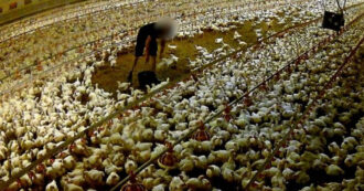 Copertina di Denunciate violenze choc su pulcini e polli in due allevamenti tedeschi: sono fornitori di Lidl