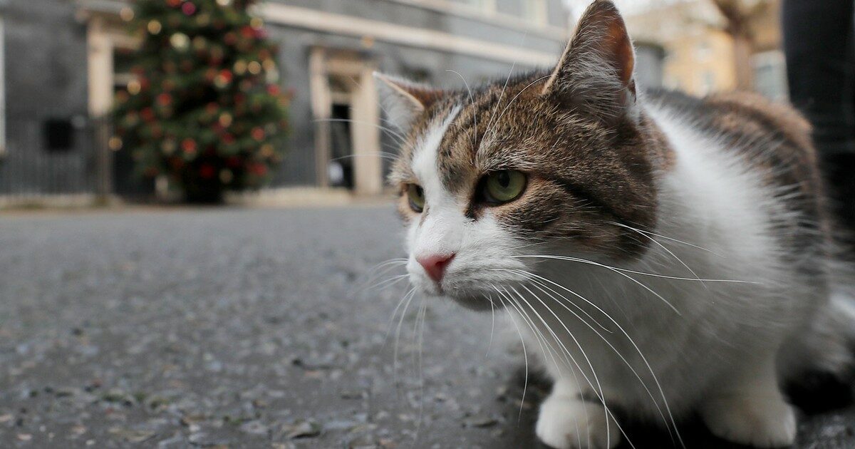 Il gatto è troppo aggressivo, i postini in rivolta: “Potenziale sospensione delle consegne al vostro indirizzo”