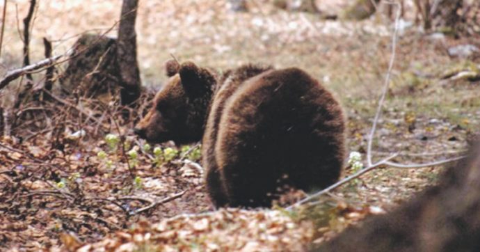 Trento, morta orsa F36. “La colpa è di Fugatti”