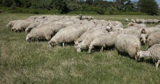 Copertina di Pecore divorano 100 kg di marijuana, il pastore: “Avevano un comportamento strano”