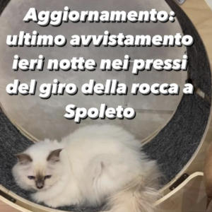 Il gatto scomparso di Nino Frassica e il sospetto della moglie: “La vicina lo ha buttato in strada. Sappiamo che luoghi ha percorso grazie a Bull”
