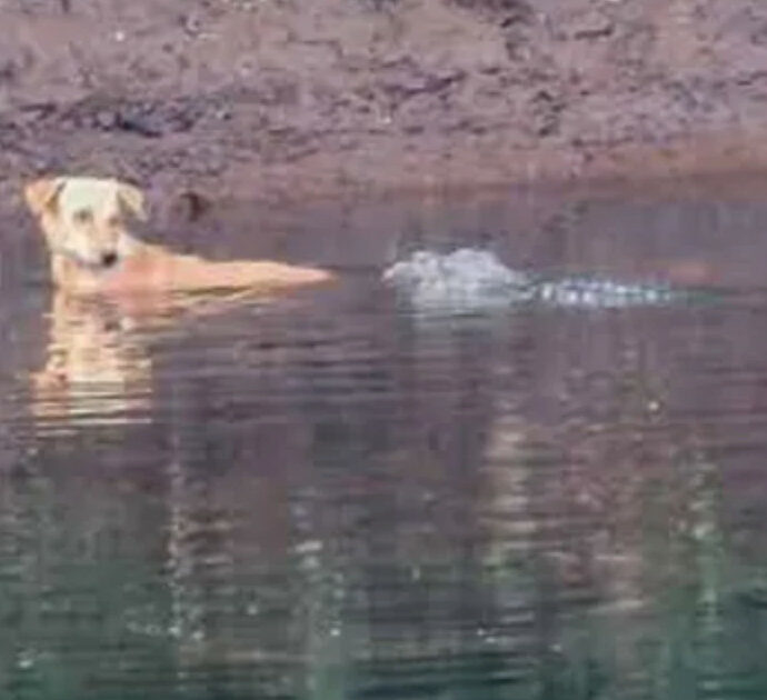 Cagnolino si getta in un fiume infestato dai coccodrilli ma non viene sbranato: quello che accade somiglia a una fiaba