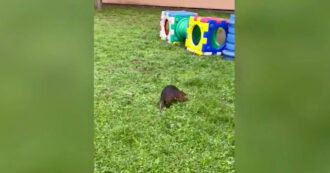 Copertina di Scuola di San Donato Milanese invasa dalle nutrie, i genitori esasperati: “Così non si può andare avanti” – Video