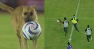 Copertina di Domeniche Bestiali – Il cane ruba il pallone e dribbla tutti: il telecronista si esalta