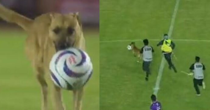 Domeniche Bestiali – Il cane ruba il pallone e dribbla tutti: il telecronista si esalta