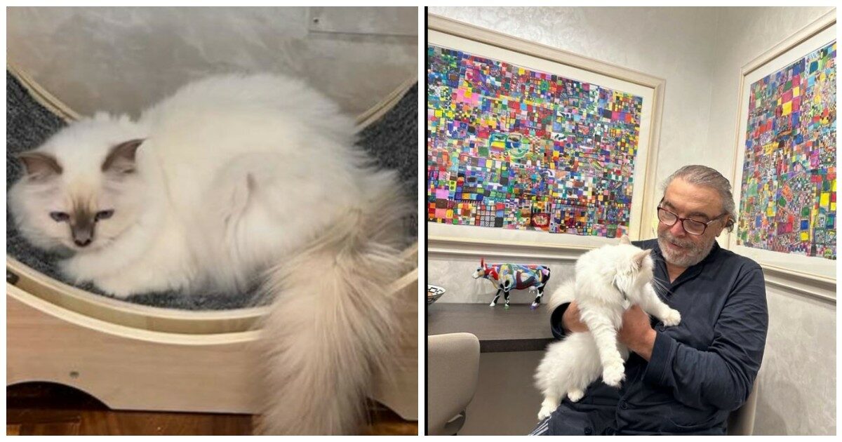 Gli anziani accusati di trattenere il gatto Hiro denunciano Nino Frassica: “Siamo sotto assedio, ma hanno controllato che il micio non è nel freezer”