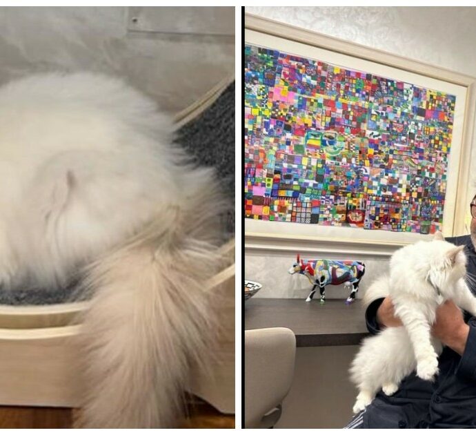 Nino Frassica e il gatto smarrito: “Abbiamo scoperto chi ha preso Hiro. Sono persone malate, accumulatori di gatti. A casa loro c’erano i suoi peli”