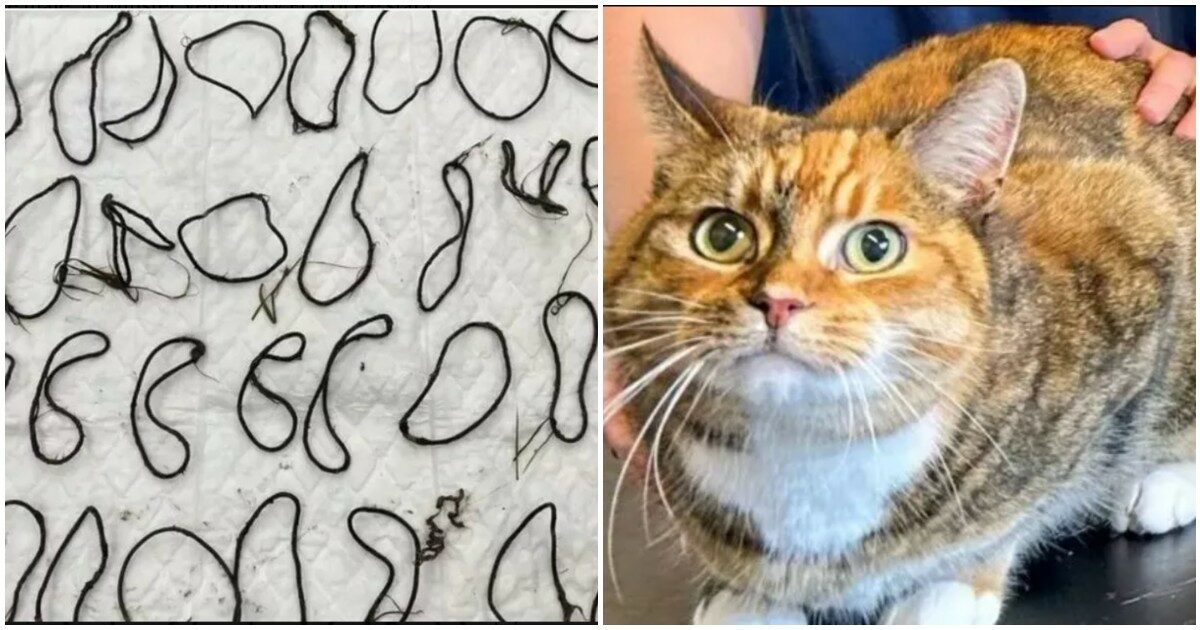 La gatta Tiger continua a vomitare, la scoperta choc del veterinario: “Nello stomaco aveva un groviglio di 43 elastici per capelli”