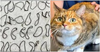 Copertina di La gatta Tiger continua a vomitare, la scoperta choc del veterinario: “Nello stomaco aveva un groviglio di 43 elastici per capelli”