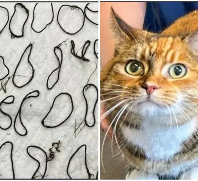 La gatta Tiger continua a vomitare, la scoperta choc del veterinario: “Nello stomaco aveva un groviglio di 43 elastici per capelli”