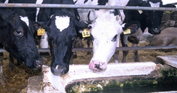 L’Ue mette in un cassetto la legge sul benessere animale: 300 milioni passano la vita in gabbia. La protesta: “Tradiscono la volontà popolare”
