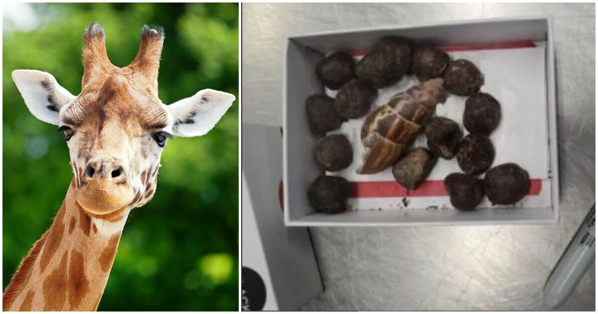 Trasporta feci di giraffa dal Kenya, la scoperta choc alla dogana dell’aeroporto: “Voleva farci dei gioielli ma rischiava di contrarre malattie”