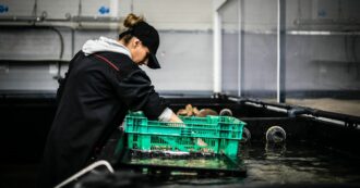 Copertina di Niente salario minimo, una beffa di Stato per le donne vittime di violenza