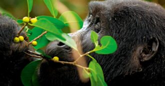 Copertina di Uganda, un viaggio tra primati