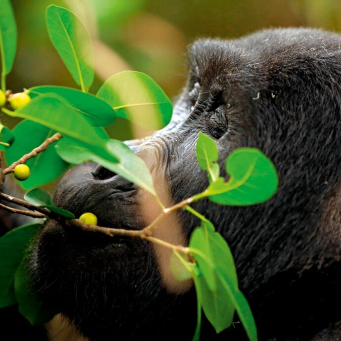 Uganda, un viaggio tra primati