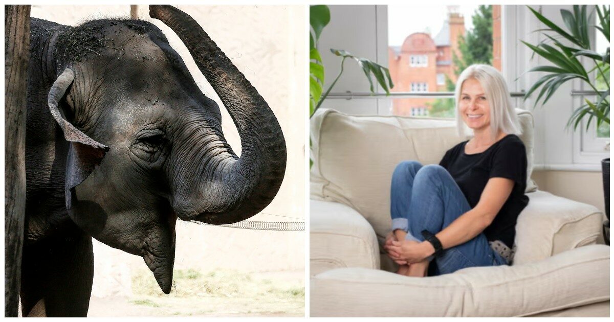 L’elefante schiaccia la turista con tutto il suo peso: “Le mie ossa si sono rotte, tutte insieme: le clavicole, le costole, il bacino”