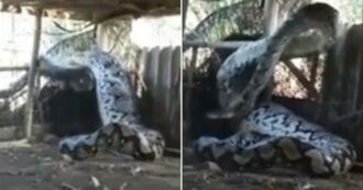 Copertina di Enorme pitone reticolato catturato in India, il video è impressionante: “Aveva appena ingerito una grossa preda”