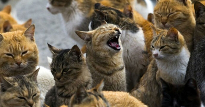 Due cani di razza Huski sbranano quattro gatti di una colonia felina: a processo il proprietario