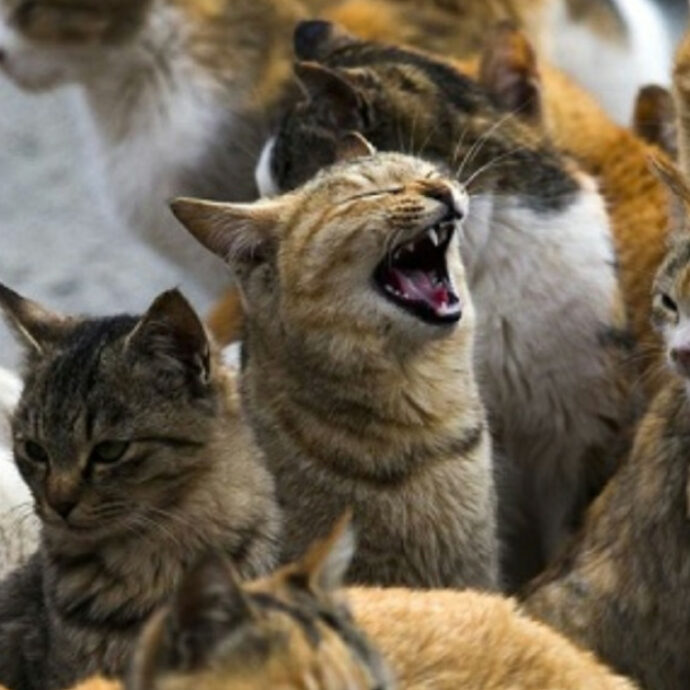 “Gatti randagi ammazzati a fucilate e bastonate, intere cucciolate buttate nella spazzatura”: l’orrore e l’allarme dei veterinari del bresciano