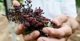Copertina di Sicilia, la peronospora devasta il settore vitivinicolo: produzione giù del 30%, “danni per 351 milioni”. E il governo ne stanzia 11