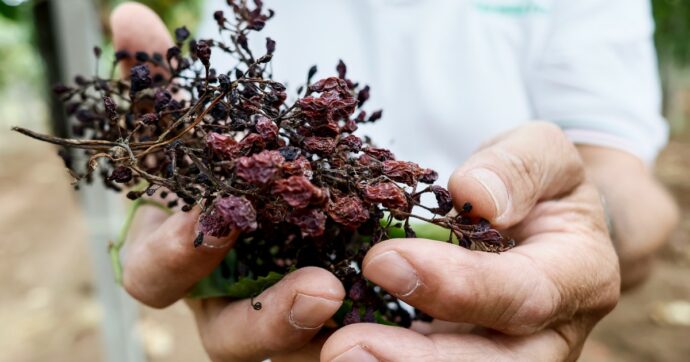 Sicilia, la peronospora devasta il settore vitivinicolo: produzione giù del 30%, “danni per 351 milioni”. E il governo ne stanzia 11