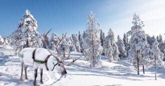 Copertina di Lapponia, dove il Natale e l’inverno si fanno magia