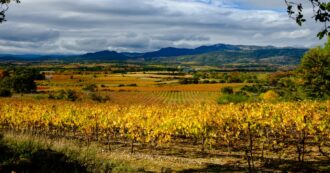 Copertina di Andar per osterie, cantine e vigne in autunno: ecco gli itinerari e gli indirizzi perfetti per questa stagione