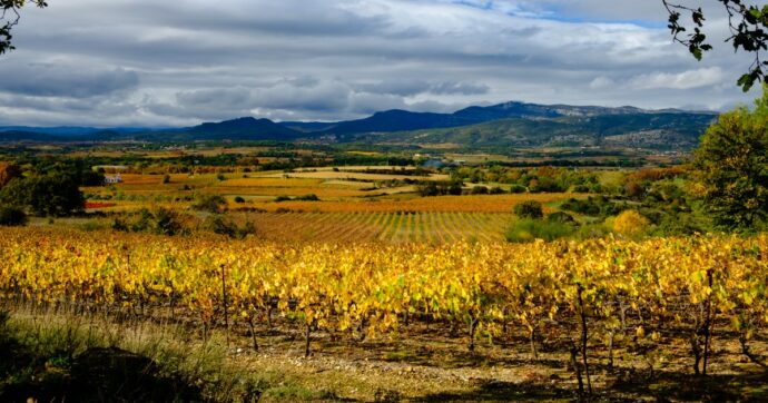 Vino e cambiamenti climatici, la tecnologia non può bastare a salvare il settore