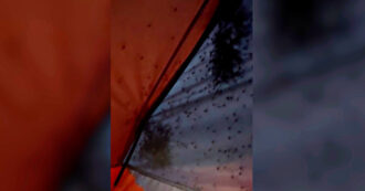 Copertina di Si sveglia nel cuore della notte sentendo uno strano formicolio, poi la scoperta choc: “La mia tenda era tutta invasa da ragni” – Video