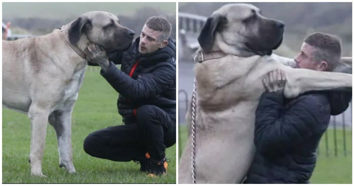 Abu, il cane gigante che pesa come un cucciolo di elefante e mangia un pollo intero al giorno: “Continuerà a crescere ancora”