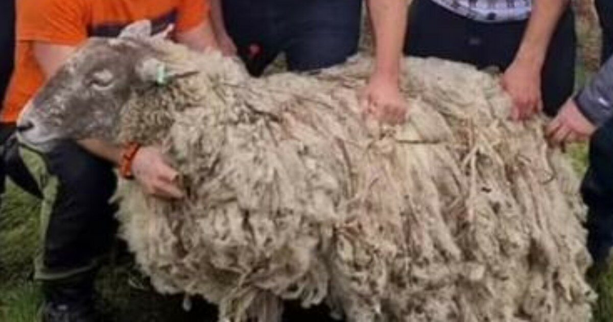 E’ salva Fiona, la pecora più sola al mondo: da due anni era bloccata su uno scoglio remoto in Scozia