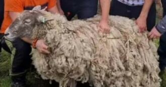 Copertina di E’ salva Fiona, la pecora più sola al mondo: da due anni era bloccata su uno scoglio remoto in Scozia