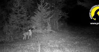 Copertina di Sorprendente avvistamento al Parco del Gran Paradiso: la fototrappola cattura il passaggio di una lince