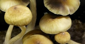 Copertina di Ravenna, raccoglie un fungo velenoso in un parco e lo mangia: rischia danni seri al fegato