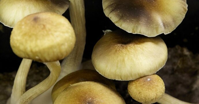 Ravenna, raccoglie un fungo velenoso in un parco e lo mangia: rischia danni seri al fegato